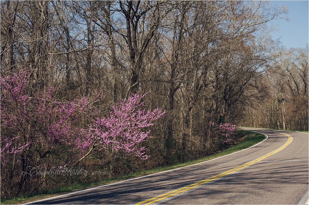 Eastern Redbud Cercis canadensis Charlotte Ashley Photography