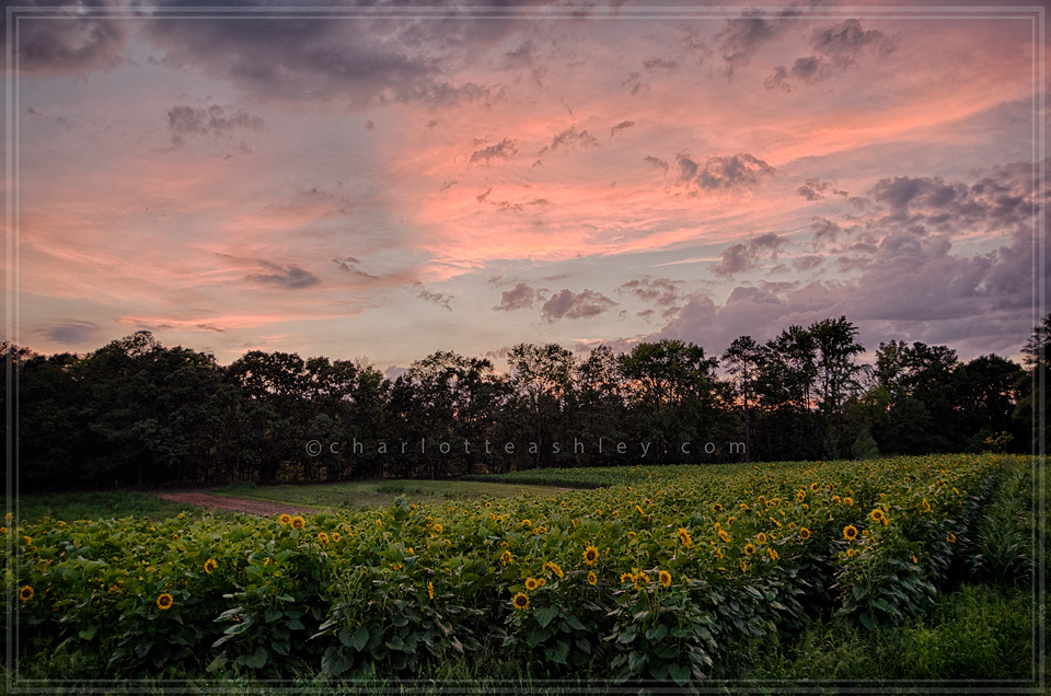HDR Sunflower Field | Charlotte Ashley Photography