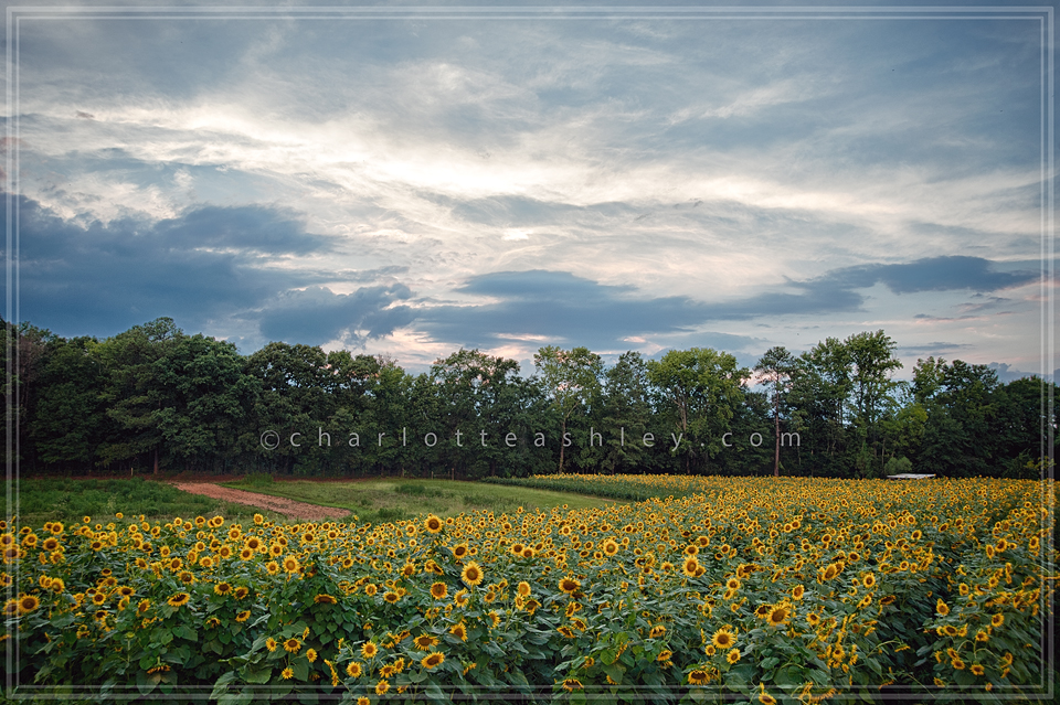 HDR Sunflowers | Charlotte Ashley Photography