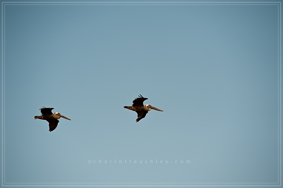 Pelicans | Charlotte Ashley Photography