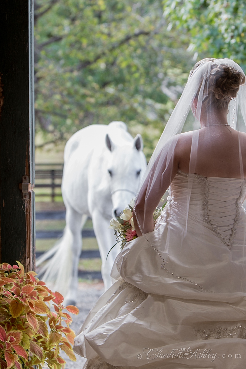 wedding | Charlotte Ashley Photography