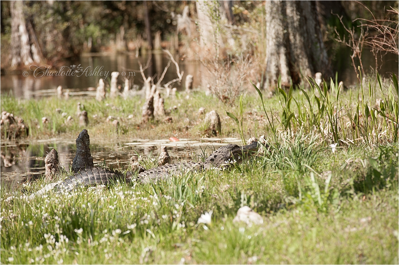 Cypress Gardens Engagement | Charlotte Ashley Photography