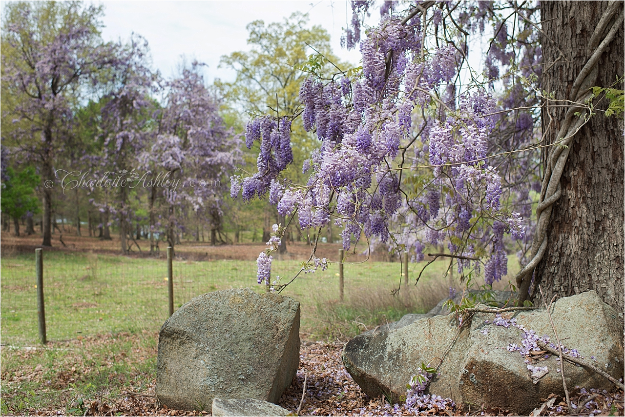 Easter | Charlotte Ashley Photography