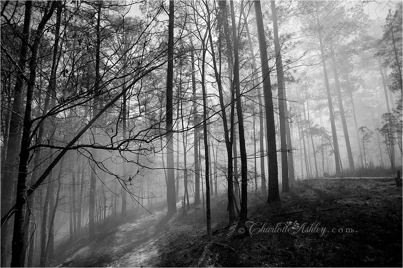 Prescribed Burning | Charlotte Ashley Photography