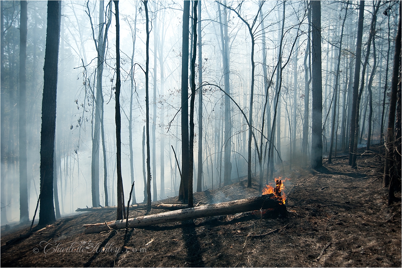Prescribed Burning | A Forest Management Tool