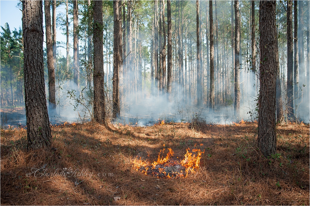 Prescribed Burning | Charlotte Ashley Photography