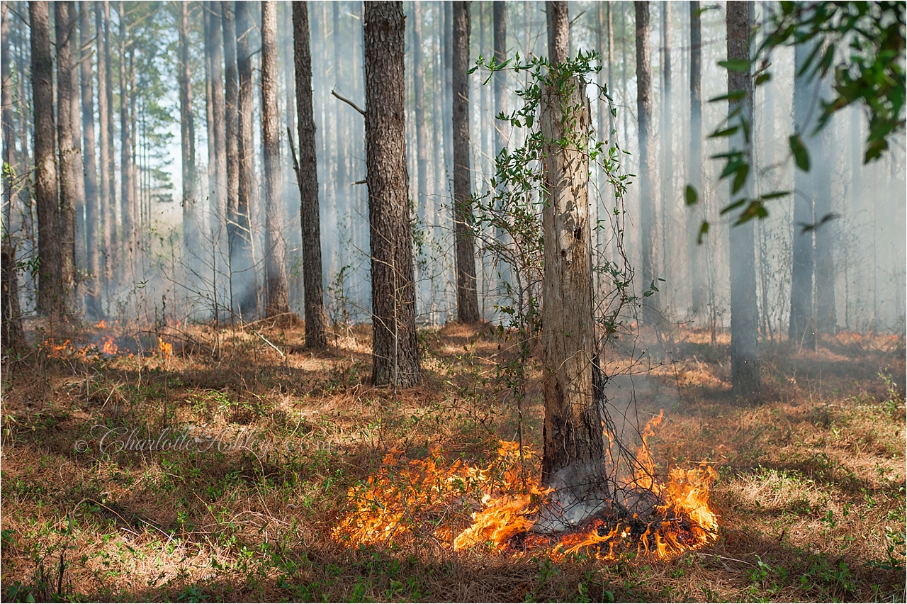 Prescribed Burning | Charlotte Ashley Photography