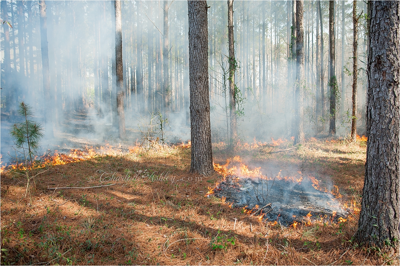 Prescribed Burning | Charlotte Ashley Photography