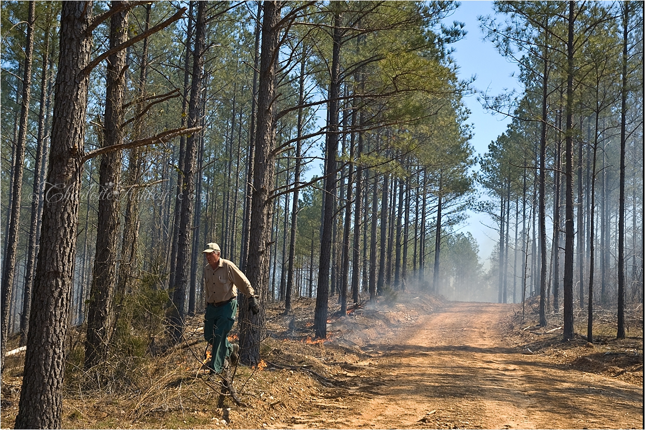 Prescribed Burning | Charlotte Ashley Photography