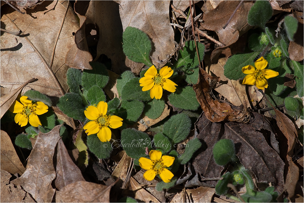 Spring Flowers | Charlotte Ashley Photography