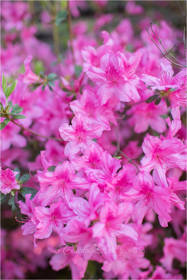 Spring Flowers | Charlotte Ashley Photography