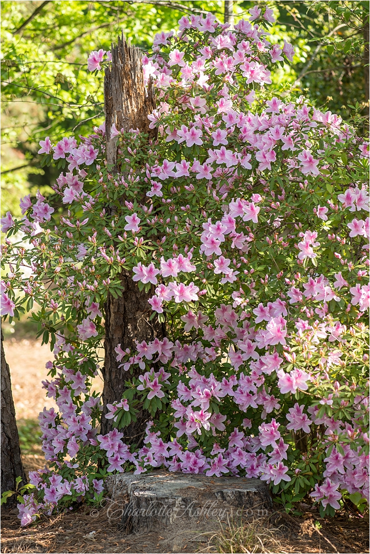 Spring Flowers | Charlotte Ashley Photography