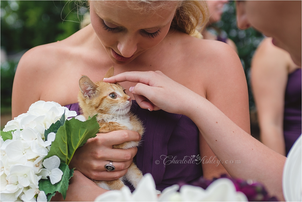 Wedding | Charlotte Ashley Photography