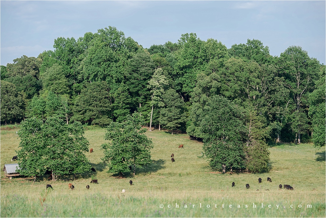 Farm Wedding | Charlotte Ashley Photography