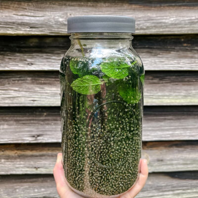 Pond Water Recipe